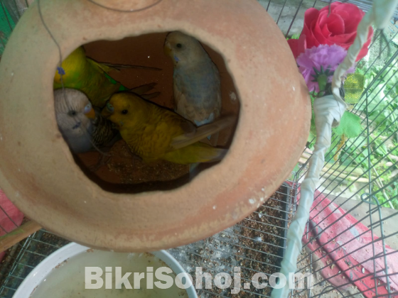 ২ জোরা বাজিগার। খাচা সহ